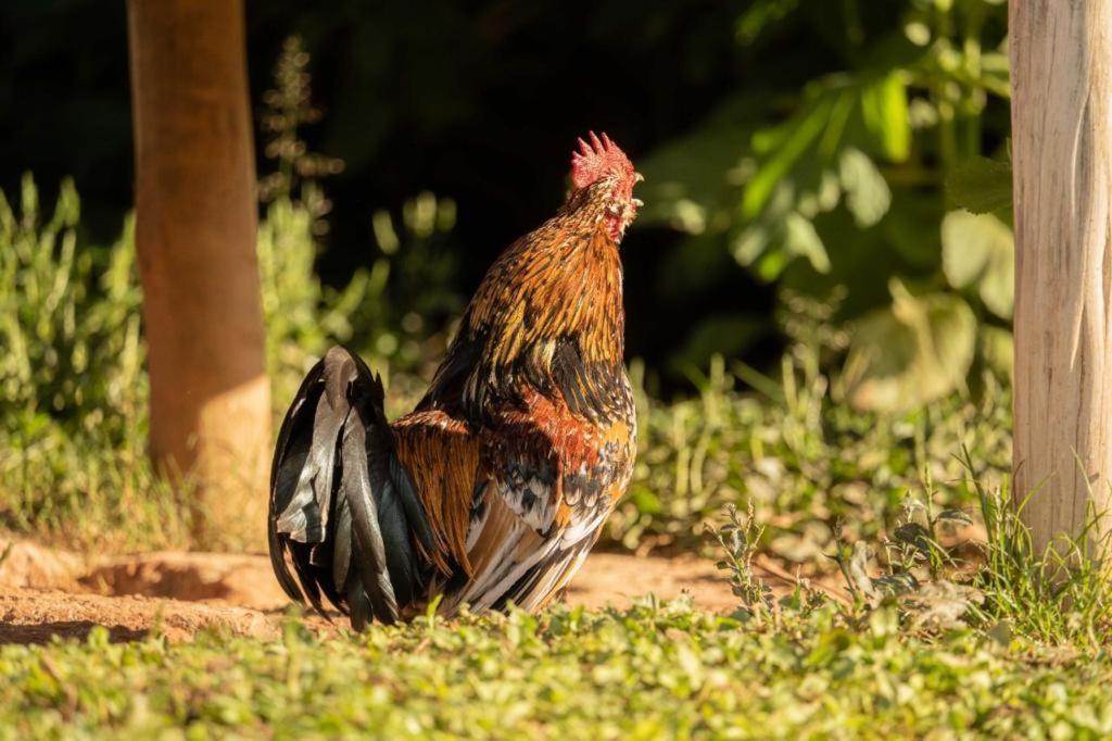 Pousada Campestre Vila Тирадентис Экстерьер фото